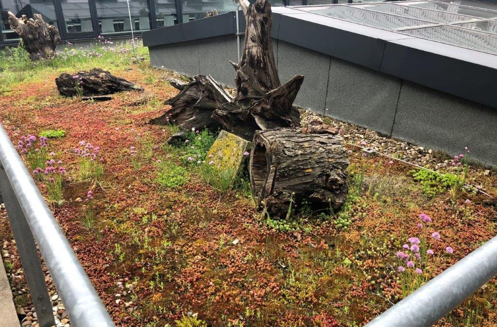 Stadt im (Klima)Wandel – ein Spaziergang